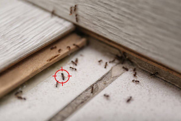 Best Termite Control Services  in Boyertown, PA